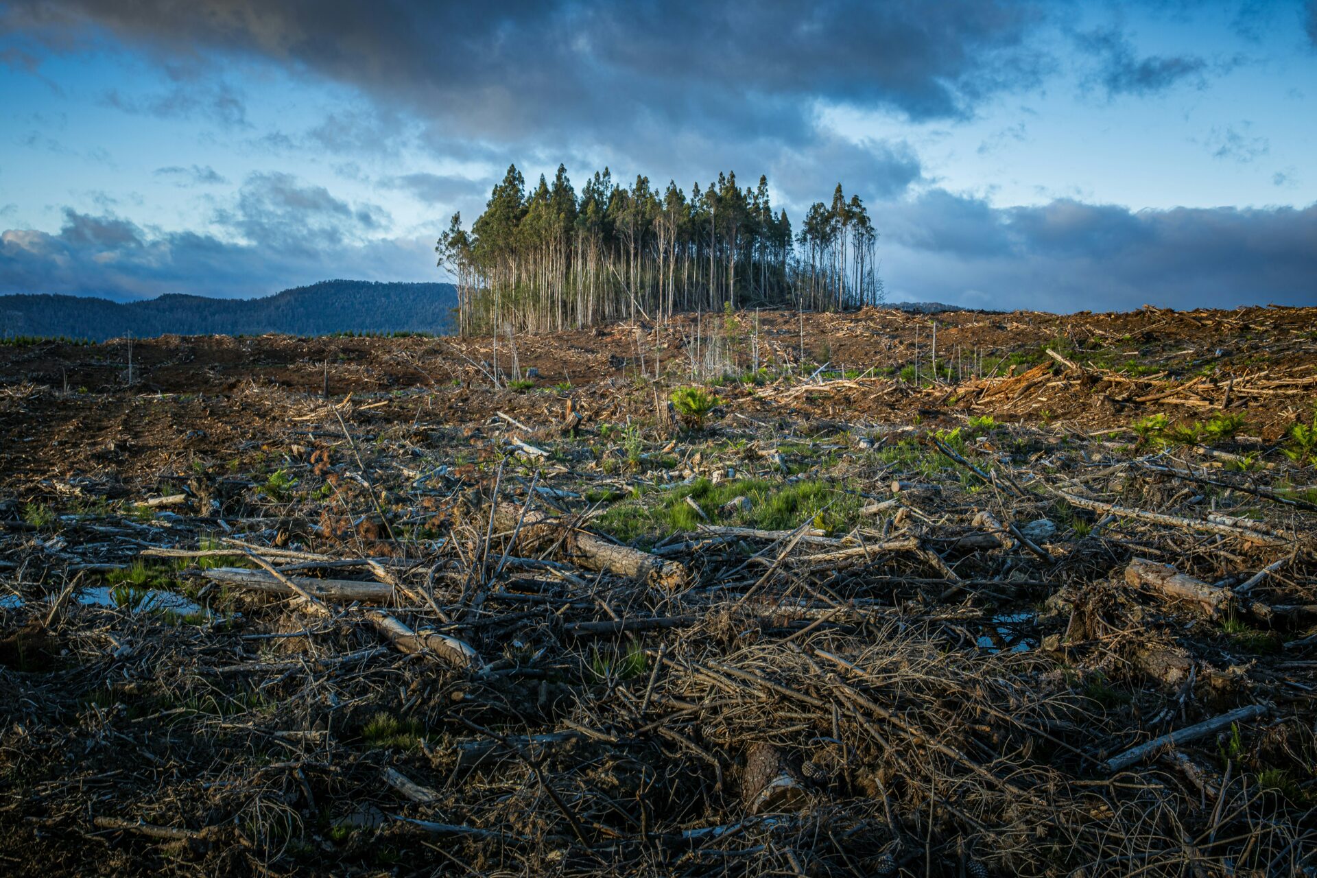 The scene of a landscape mostly stripped of it's forestation, with a small clump of trees left standing in the distance.