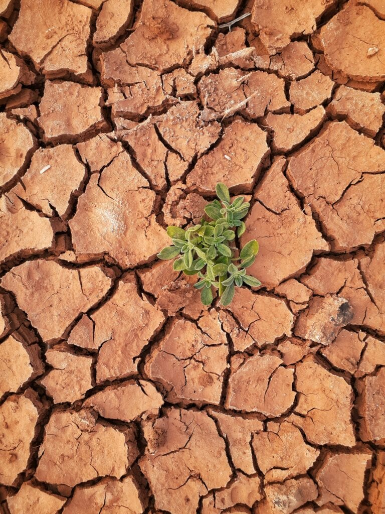 A top down view of cracked ground from drought, with a small plant trying to survive in the middle.