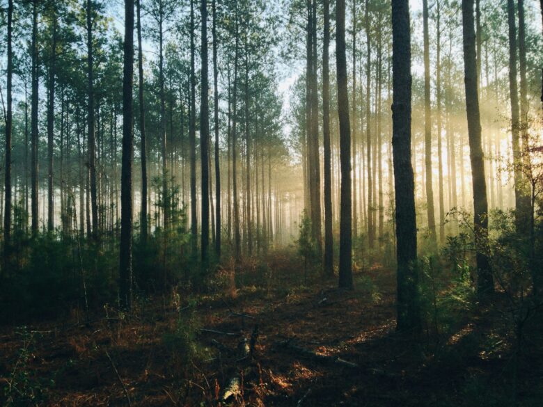 Sun shining through a dark forest between the trees