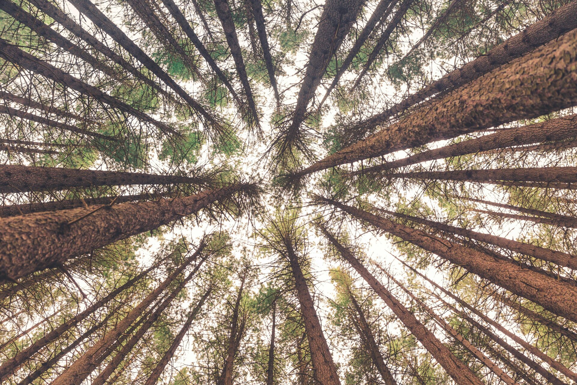 Standing on the ground in the middle of a forest and looking directly upwards viewing the tall trees and the canopy above.