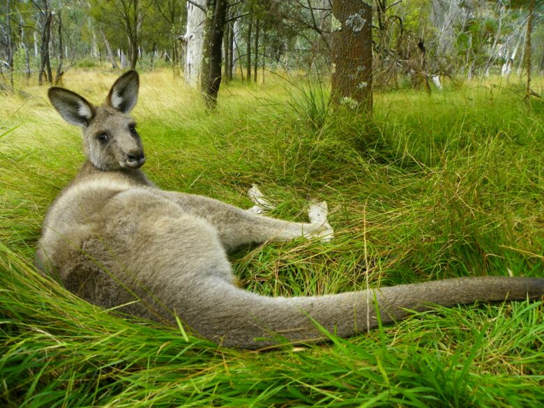A kangaroo is relaxing as it's laying in the long native grasses in the Australian bush.