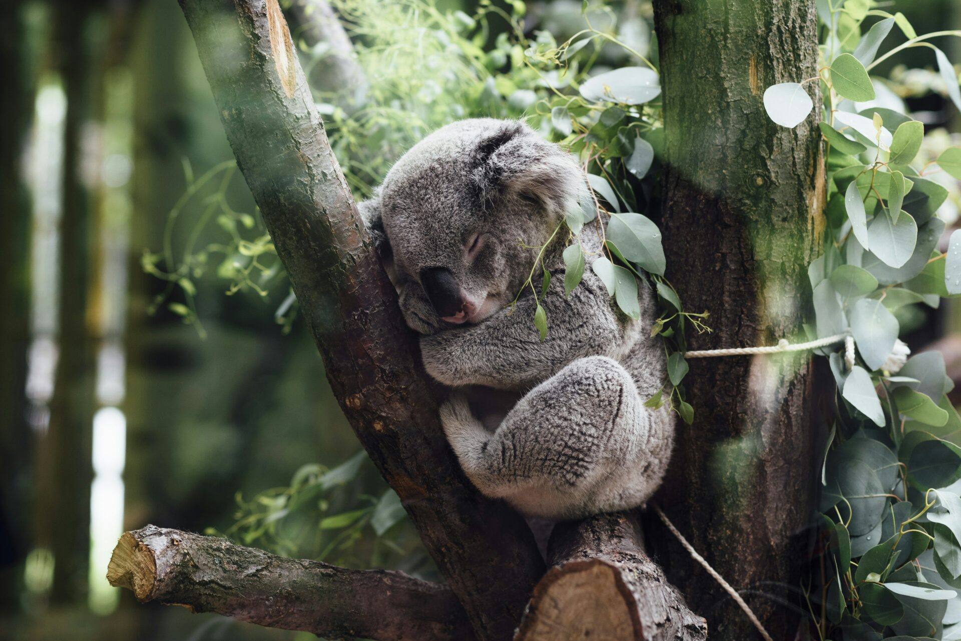 A Koala is nestled in a tree taking a nap in a rainforest