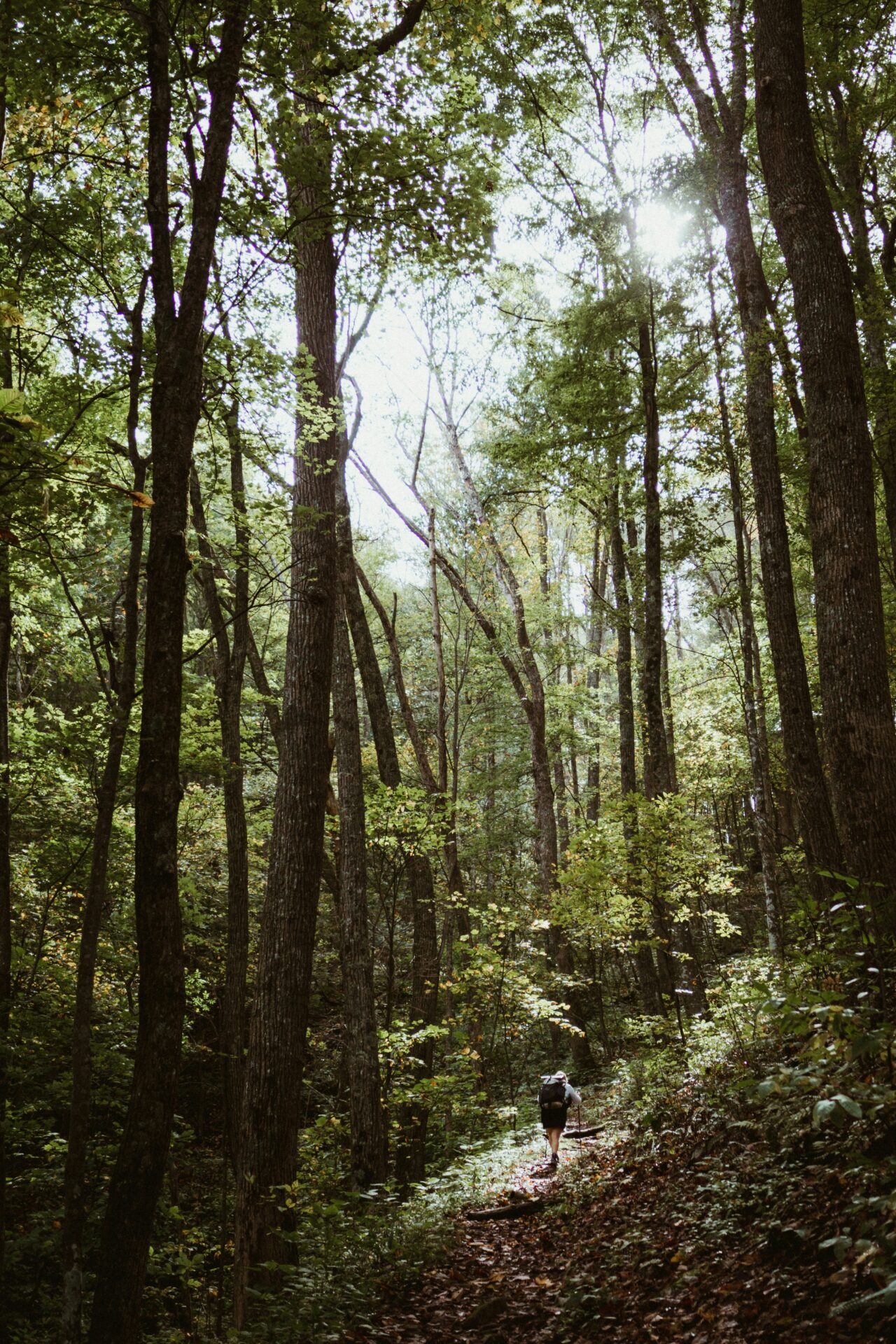 Forest management means being in touch with the actual areas under management to monitor the environment properly.