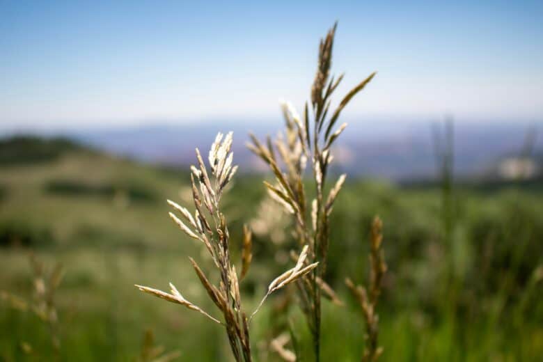 A native plant growing in the Australian landscape